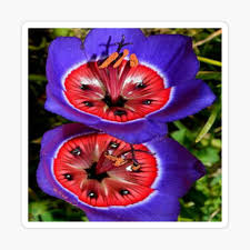 Flower Glossy Sticker By Shahid1234 In 2021 Unusual Flowers Beautiful Flowers Amazing Flowers