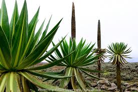Image result for Lobelia pteropoda