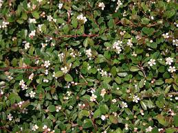 How to say teppich in german? Teppichmispel Kriechmispel Radicans Cotoneaster Dammeri Radicans Baumschule Horstmann