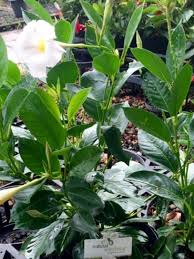 Image result for dipladenie hybrida rio obrázek