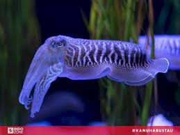 Ukuran cumi lebih kecil dibanding sotong. Sotong Hewan Laut Yang Sering Disangka Cumi Cumi Indozone Id