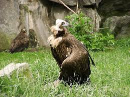 We did not find results for: 9 Largest Flying Birds In The World Largest Org