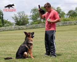 Looking for a puppy or dog in buffalo, new york? Chicago Pure German Shepherd Breeder Gsd Dog Training Obedience Classes Launched