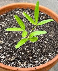 Image result for Vigna subterranea