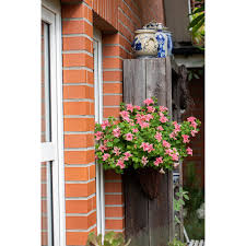 Image result for foto petúnie