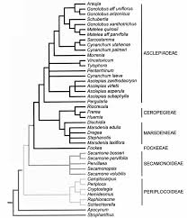 Image result for Apocynaceae subfamilies Asclepiadoideae and Secamonoideae