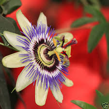 Image result for Passiflora caerulea