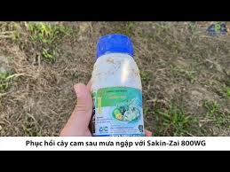 Sakin-Zai 800WG