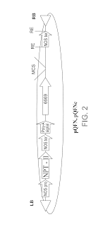 6671 is around 26 years old. Us10214748b2 Isolated Polynucleotides And Polypeptides And Methods Of Using Same For Increasing Plant Yield And Or Agricultural Characteristics Google Patents