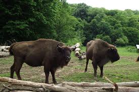 Complexul karoline iti satisface nu numai setea de cunoastere, de frumusete, ci si preferintele culinare. Locuri De Vizitat Langa Bucuresti In Care Sa Te Relaxezi In Weekend