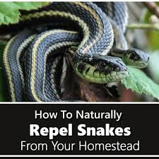 How To Repel Snakes Naturally In 2020 Garden Snakes Organic Gardening Tips Snake Repellant