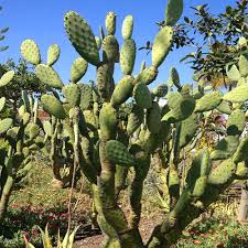 Traditional removal techniques have several drawbacks including prolonged time for complete removal and incomplete removal. Cactus Removal Services Saguaro Cost Phoenix Trim A Tree