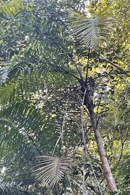 Image result for Gaussia maya