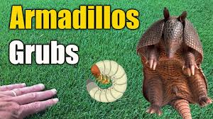 Armadillo holes in yards can sometimes be avoided, especially if homeowners treat for the type of insect prey the pests are after. Armadillo Lawn Damage Youtube