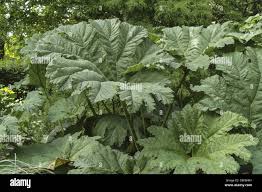 Image result for Haloragaceae