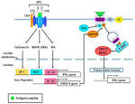 Re: The mechanism of phytohemagglutinin in initiating lymphocyte