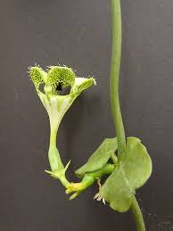 Image result for Ceropegia monteiroae