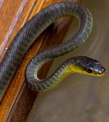 Tree Snake Or Common Tree Snake Advice Capture Removal