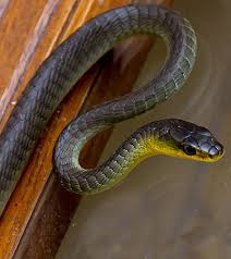 tree snake or common tree snake advice capture removal