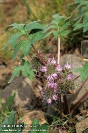 Image result for Hydrophyllaceae