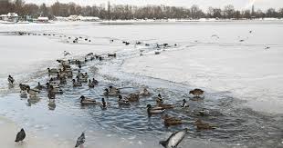 До кінця року залишається 338 днів. Tradiciyi Svyata Ta Prikmeti 27 Sichnya Ukrayina Tch Ua