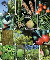 Image result for Hugonia elliptica