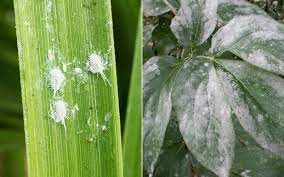 Powdery mildew treatment on hibiscus Mysterious White Fluff In The Green Room Mandurah Mail Mandurah Wa