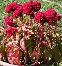 Organic Old Fashioned Heirloom Cockscomb Celosia Cristata Seeds Annual Flowers Flower Garden Flowers