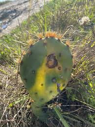 Cactus ties were nice but too much salt in the ketchup. A Prickly Situation Insects In The City