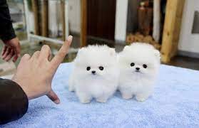 She as an extreme polar bear face with gorgeous baby doll eyes that gleam. Teacup Pomeranian Mini Hunde Kaufen Novocom Top