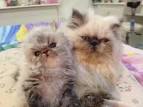 Cat Kittens for sale in Ashburn, Virginia (VA)