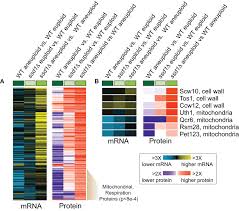The genetic basis of aneuploidy tolerance in wild yeast