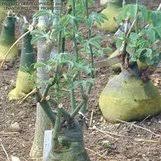 Image result for Adenia fruticosa