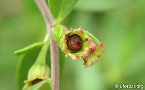 Image result for Pemphis