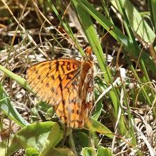 Image result for Blotiella currorii