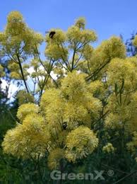 Staat al jaren in onze tuin en zaait zich hier en daar, zonder een plaag te zijn. Thalictrum Flavum Glaucum Gelbe Wiesenraute Gunstig Kaufen