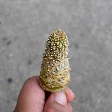 Image result for Dorstenia schliebenii