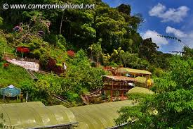 Ianya adalah destinasi percutian paling popular di semenanjung malaysia. Tempat Menarik Cameron Highlands Keseronokan Yang Tak Terkata Bila Berada Di Sini Cari Homestay