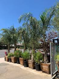 Image result for Syagrus romanzoffiana