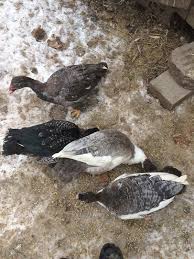 Muscovy Ducks Muscovy Duck Duck Backyard Birds