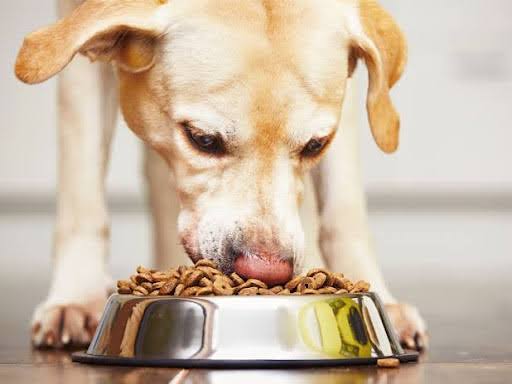 Dog Diet Planning product image