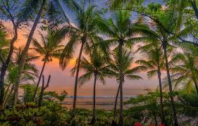 Maybe you would like to learn more about one of these? Wallpaper Sunset Flowers Palm Trees The Evening Caribbean Costa Rica Images For Desktop Section Pejzazhi Download