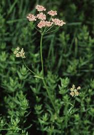 Image result for Pimpinella