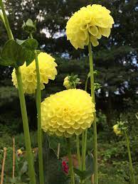 Pin On 2018 Dahlia Garden Veggie Garden And Other Flowers