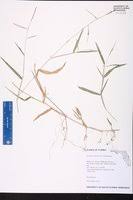 Image result for Urochloa oligobrachiata