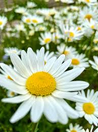 Image result for foto Kopretina