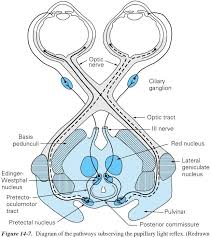 Pin Em Optometria