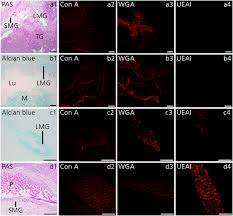 The form usually contains a selection of verification data and documents. A Sugar Lectin Rich Interface Between Soft Tissue And The Stiff Byssus Of Atrina Pectinata Biomaterials Science Rsc Publishing Doi 10 1039 C9bm01932d