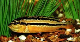 Ikan air tawar jenis konsumsi ini memang belum terlalu terkenal di indonesia. 51 Jenis Ikan Hias Air Tawar Aquarium Terindah Dan Terpopuler Di Dunia