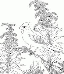Free printable nature coloring pages and download free nature coloring pages along with coloring pages for other activities and coloring sheets. Free Coloring Pages Of Nature Scene Nature Themed Coloring Sheets Coloring Home